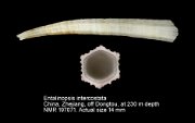 Entalinopsis intercostata